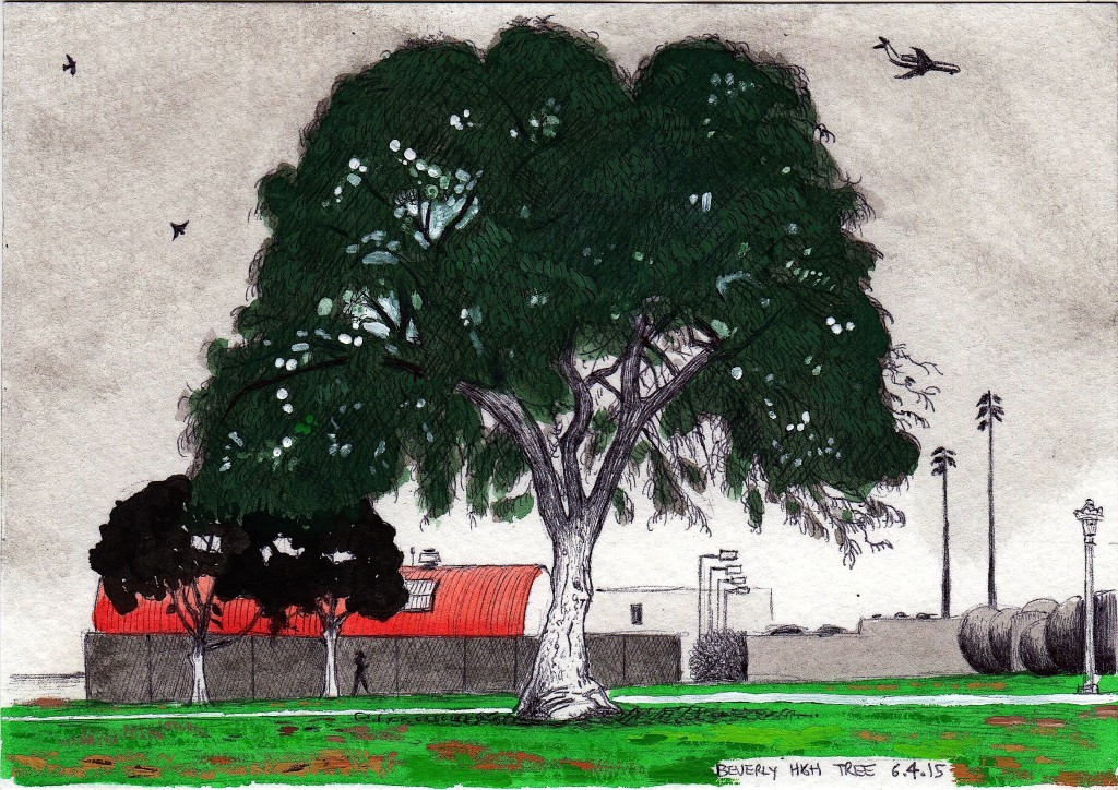 Beverly High Tree, June 4, 2015 2015 ink and gouache on paper 5.5x8 inches