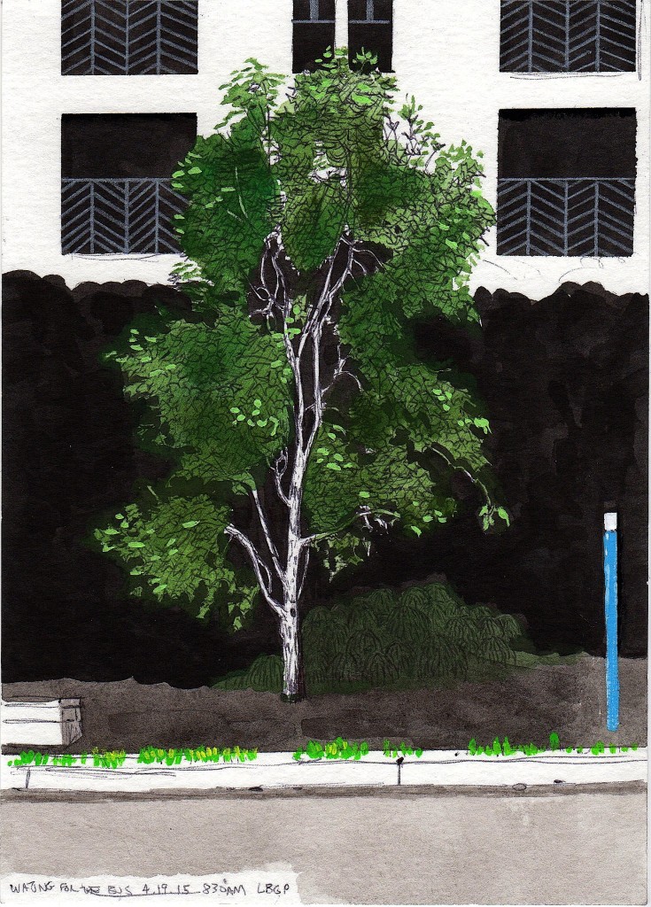 Lincoln Tree 2015 ink and gouache on paper 8x5 inches