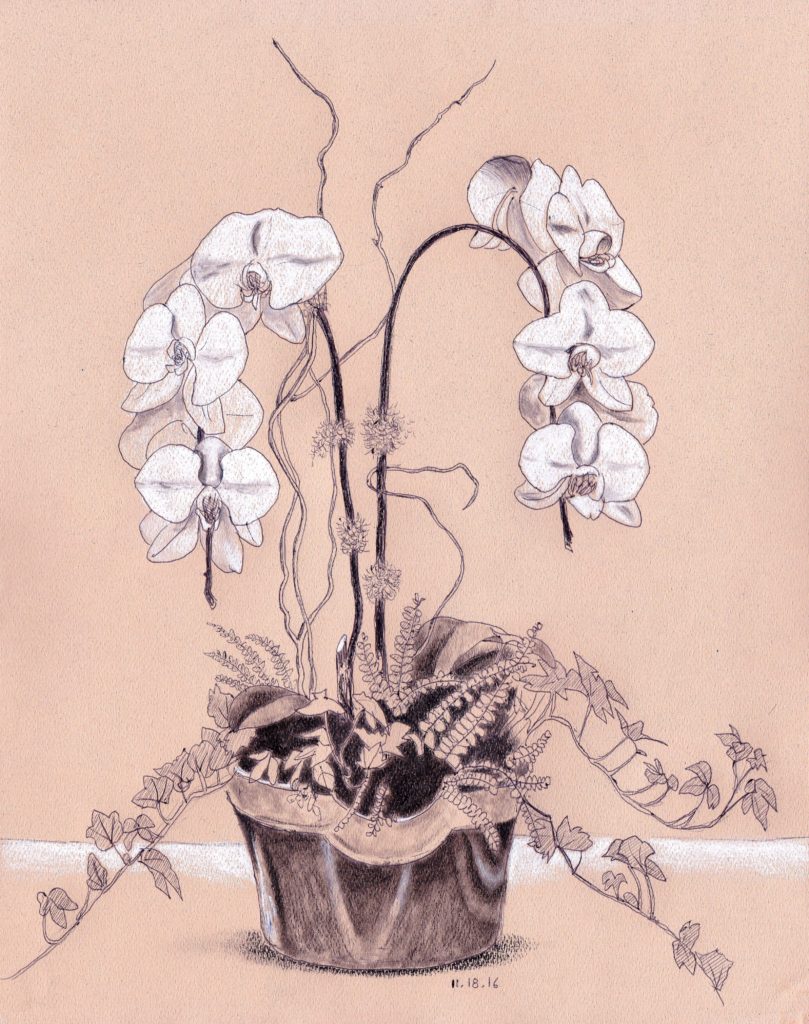 orchids